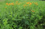 Trollius macropetalus