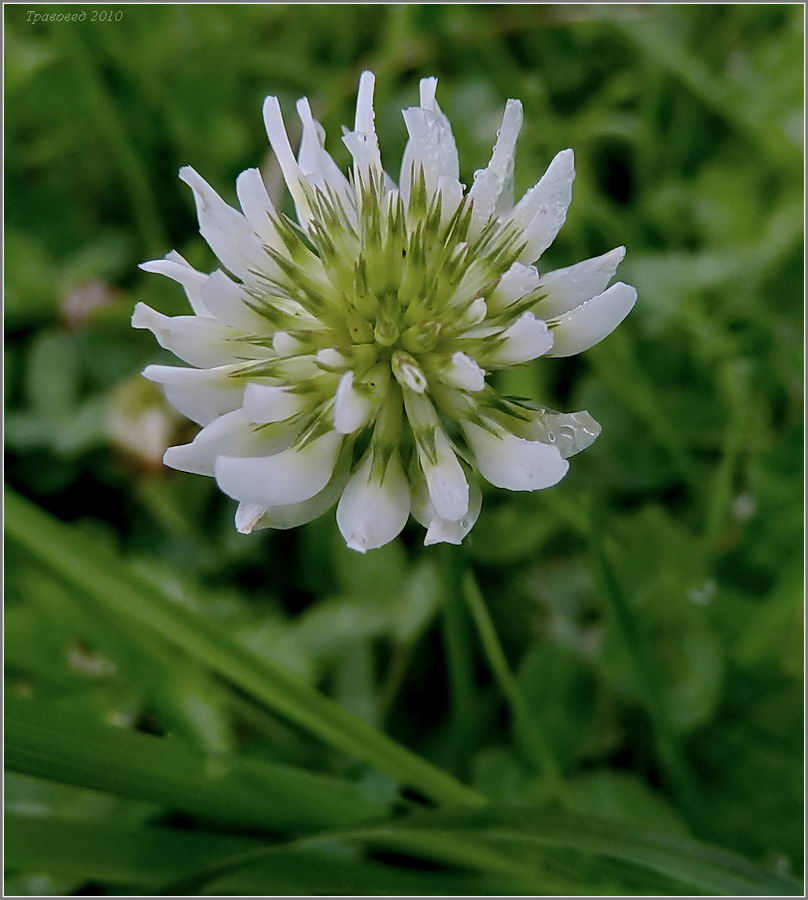 Image of Trifolium repens specimen.