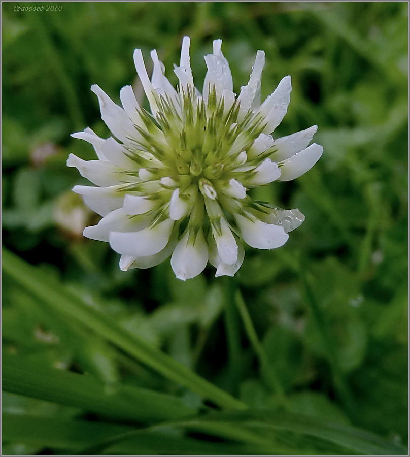 Изображение особи Trifolium repens.