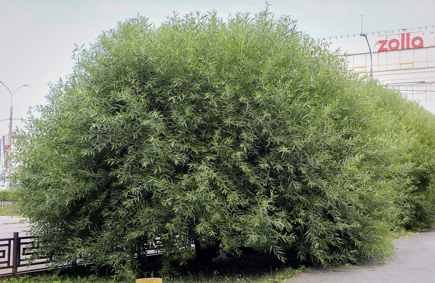 Изображение особи Salix fragilis var. sphaerica.