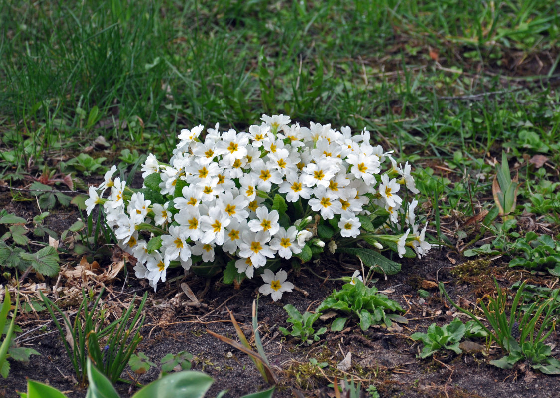 Image of Primula vulgaris specimen.