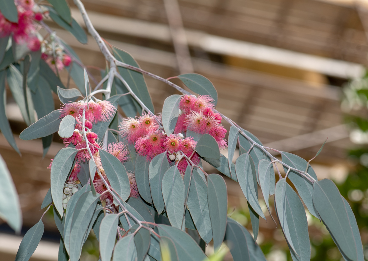 Изображение особи Eucalyptus sideroxylon.