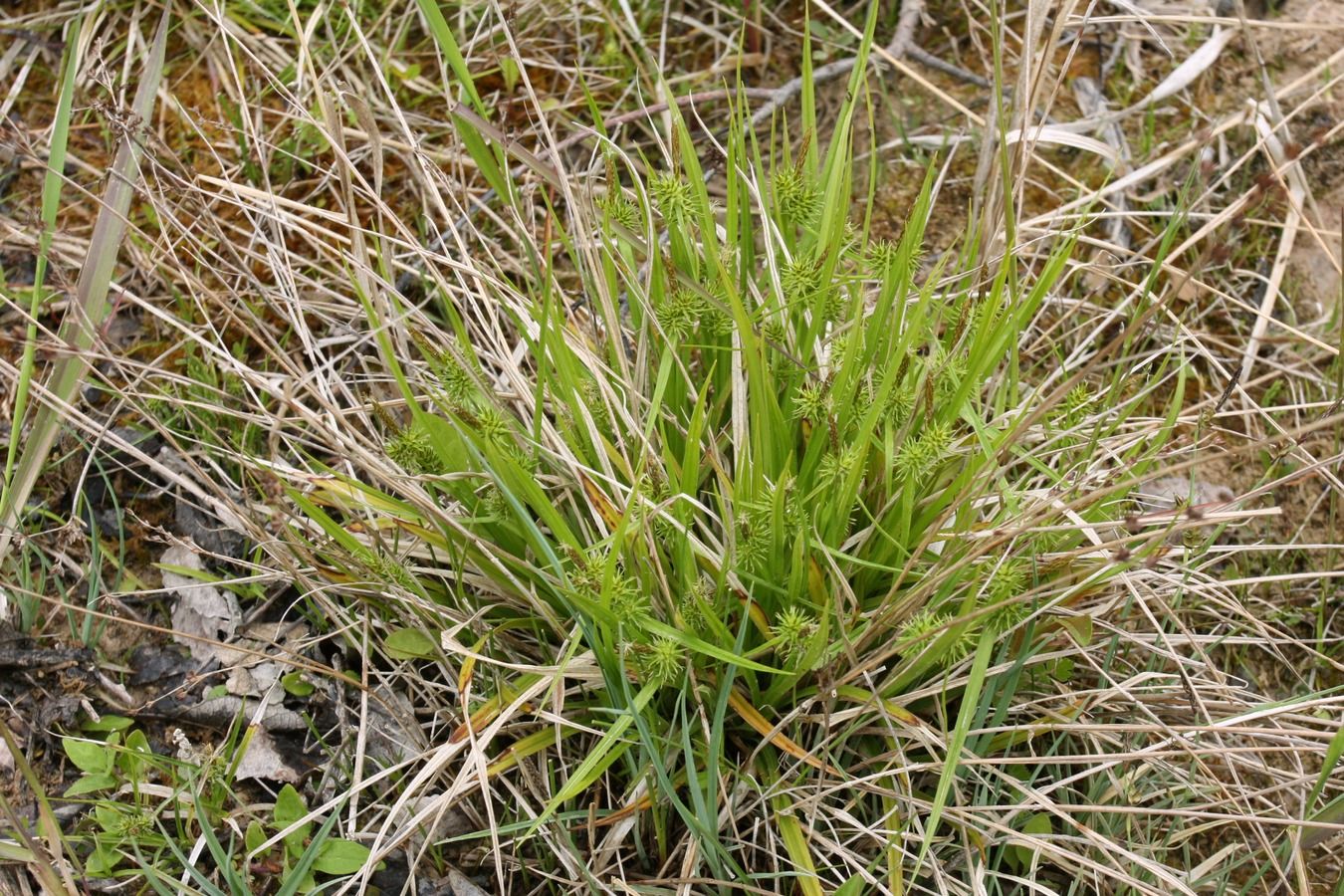 Image of Carex flava specimen.