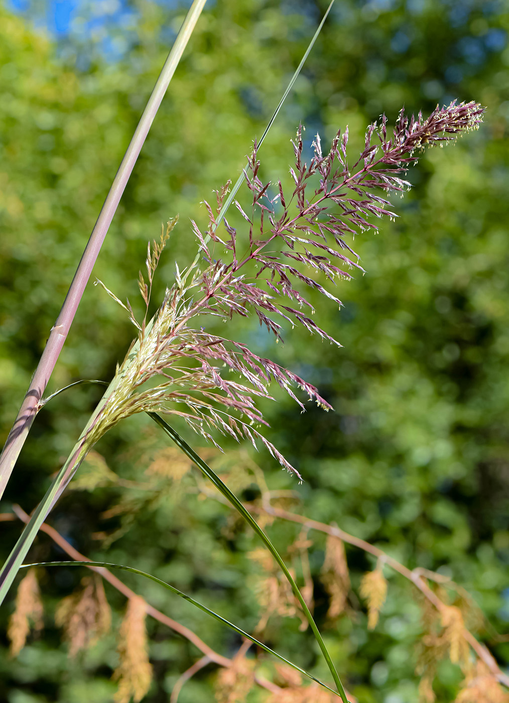 Image of Erianthus ravennae specimen.