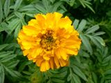 Tagetes erecta