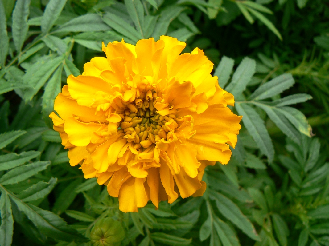 Изображение особи Tagetes erecta.