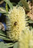 Banksia integrifolia
