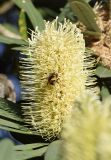 Banksia integrifolia. Соцветие с кормящейся осой. Испания, автономное сообщество Каталония, провинция Жирона, комарка Баш-Эмпорда, муниципалитет Палафружель, ботанический сад \"Кап-Роч\". 08.12.2019.