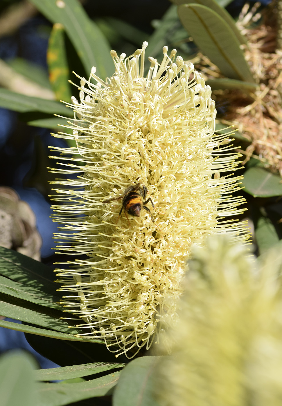 Image of Banksia integrifolia specimen.