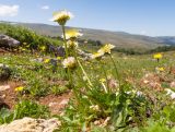 Taraxacum confusum. Цветущее растение. Адыгея, Кавказский биосферный заповедник, Абадзешский перевал, ≈ 2000 м н.у.м., субальпийский луг на месте поздно растаявшего большого снежника. 31.08.2019.