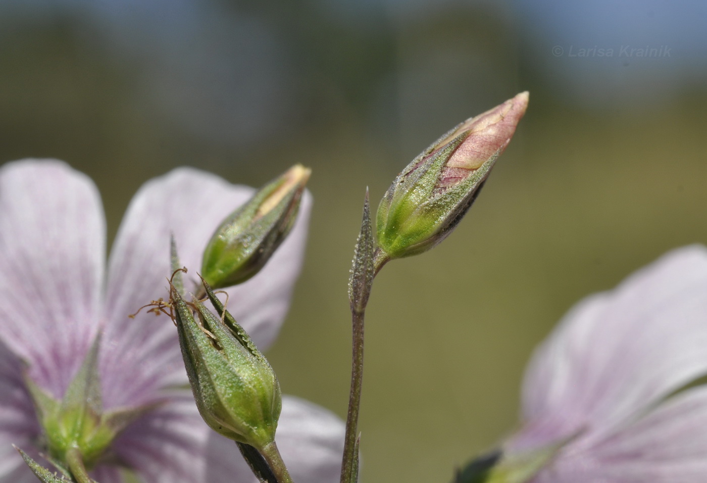 Image of Linum tenuifolium specimen.