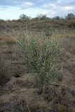 Astragalus macrocladus. Цветущее растение. Южный Казахстан, пустыня Кызылкум. 02.05.2010.