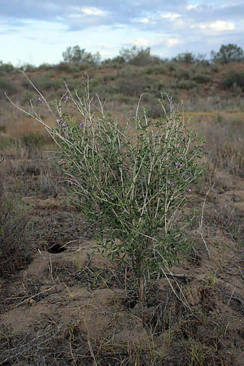 Изображение особи Astragalus macrocladus.