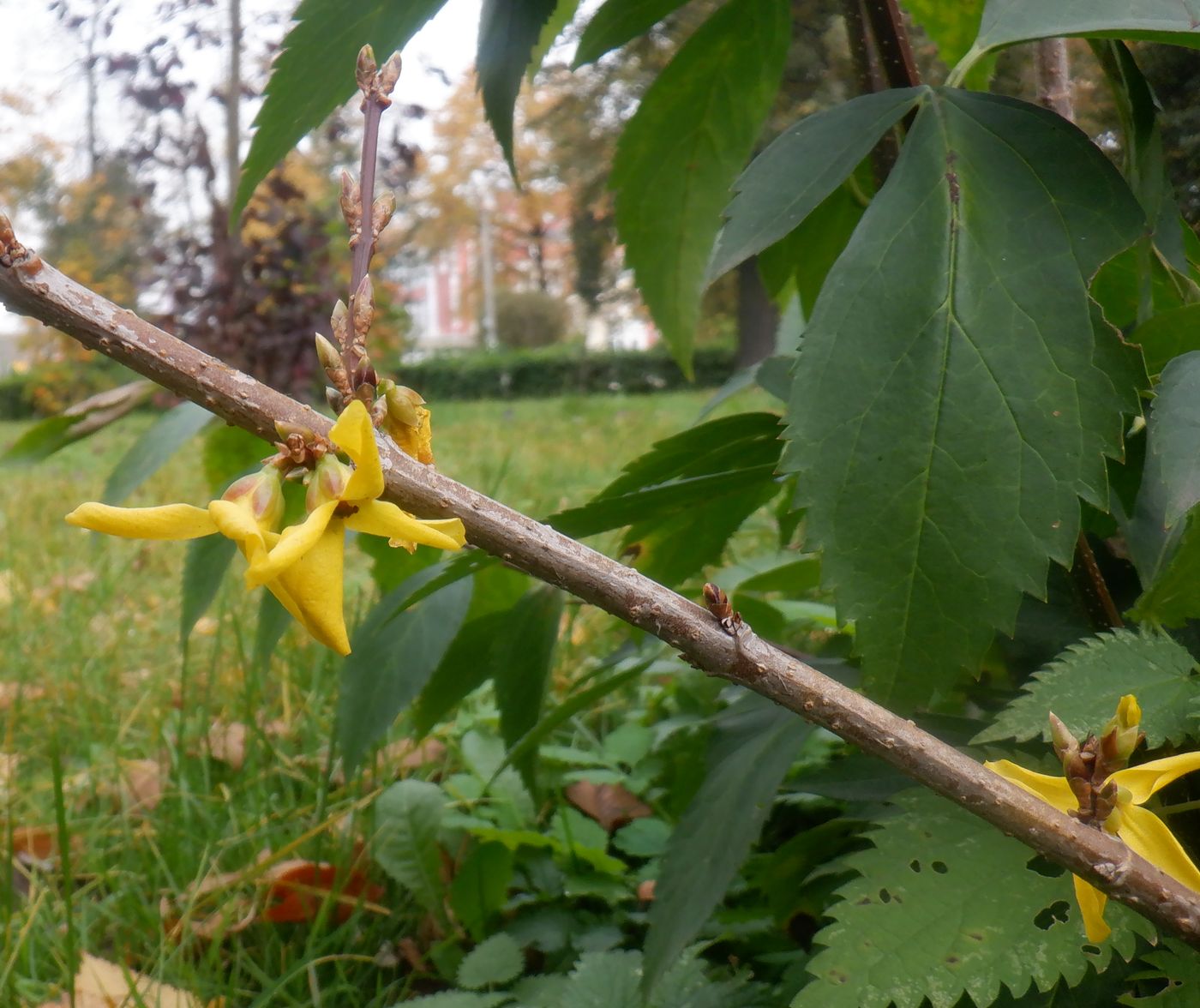 Image of Forsythia &times; intermedia specimen.