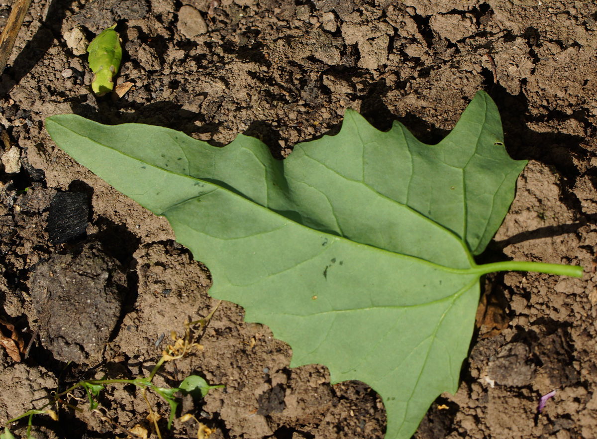 Image of Atriplex sagittata specimen.