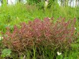 Pedicularis labradorica