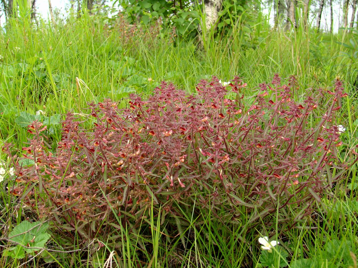 Image of Pedicularis labradorica specimen.