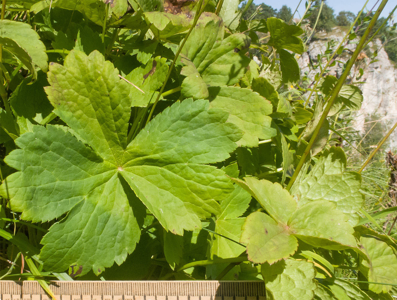 Image of Astrantia pontica specimen.