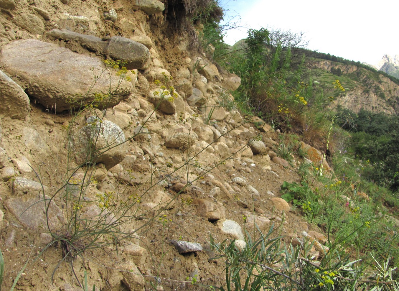 Image of Bupleurum exaltatum specimen.