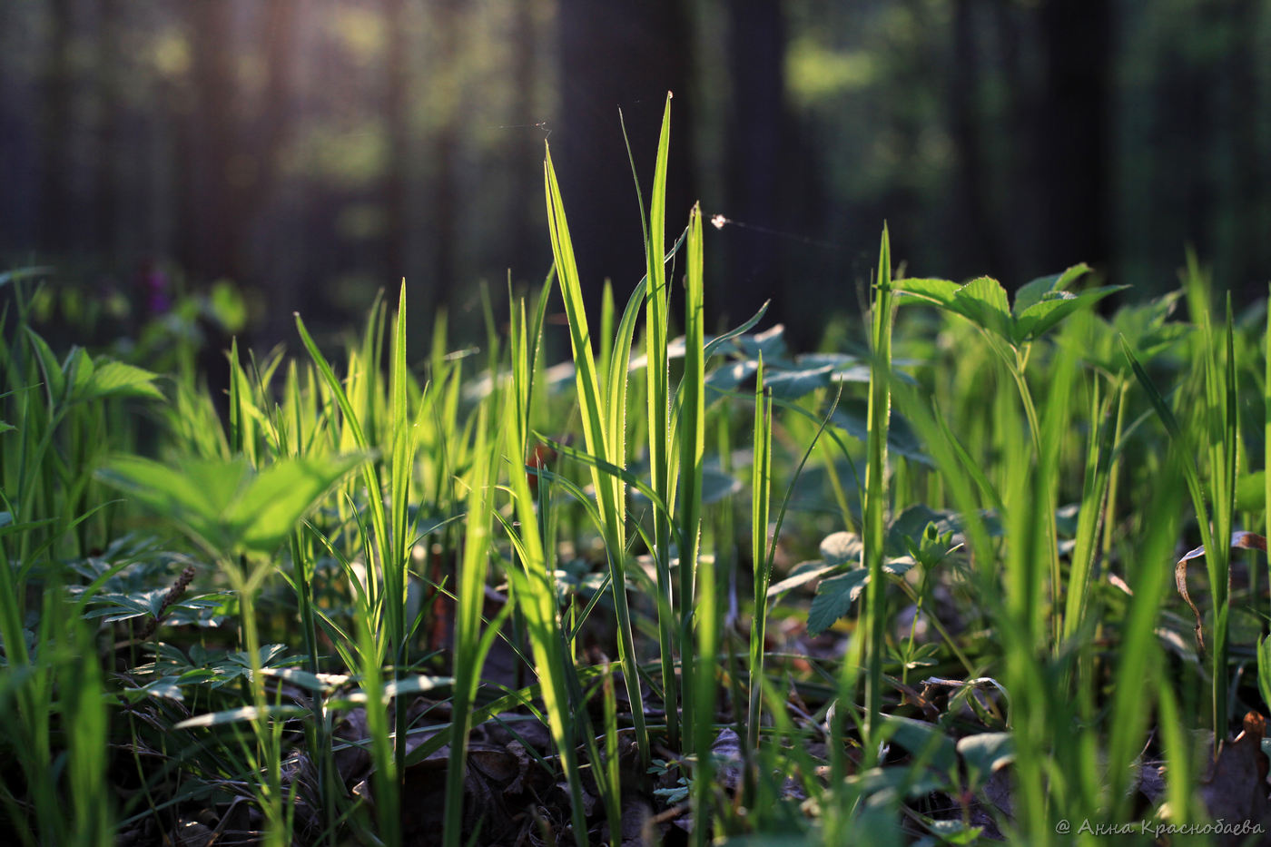 Image of Carex pilosa specimen.