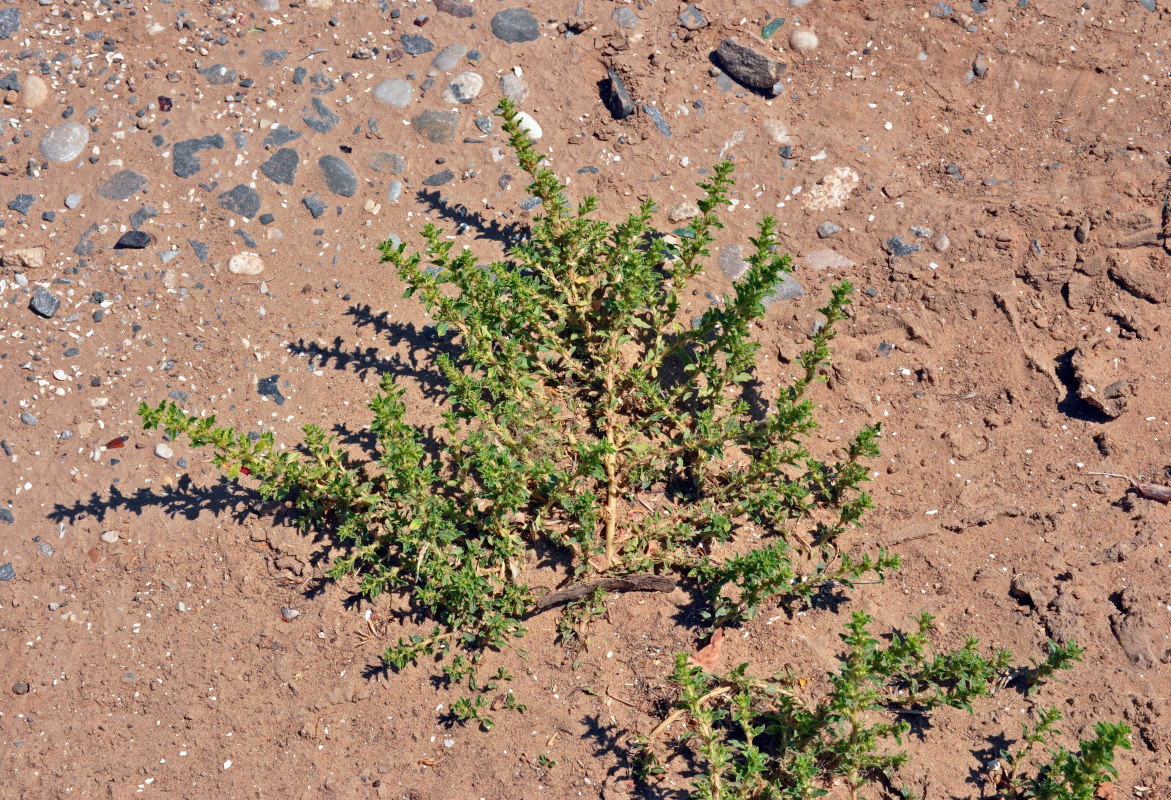 Image of Amaranthus albus specimen.