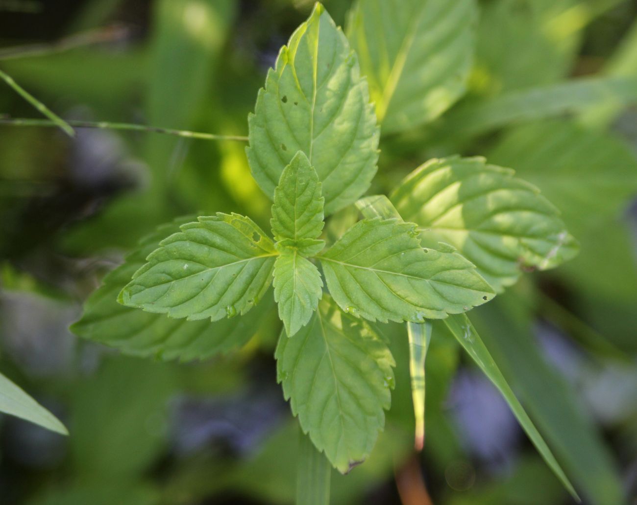 Image of Mentha arvensis specimen.