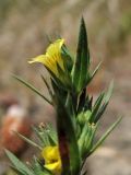 Linum strictum subspecies spicatum. Верхушка цветущего побега. Греция, о. Родос, окр. деревни Плиммири, фригана. 9 мая 2011 г.
