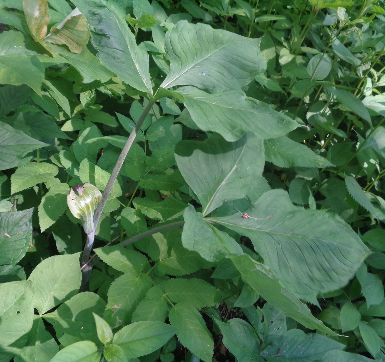 Image of genus Arisaema specimen.