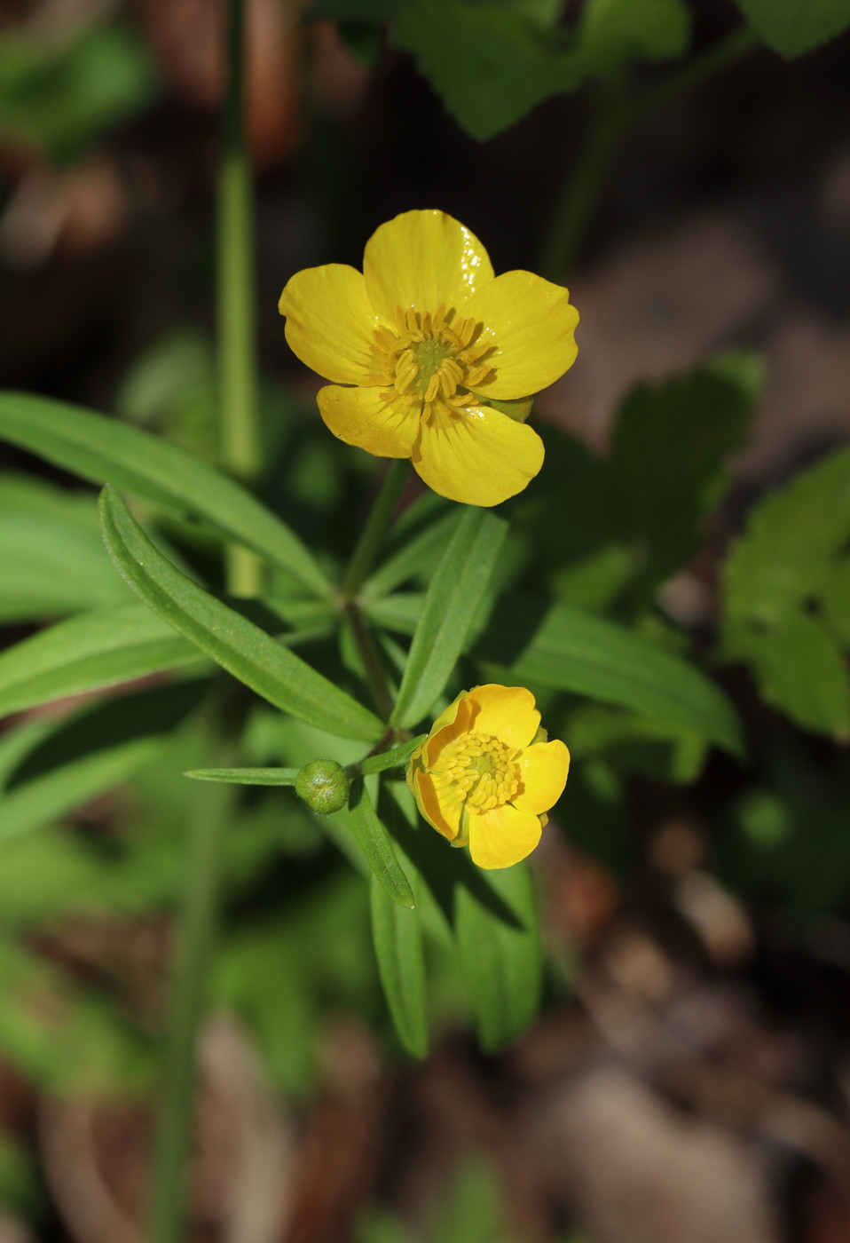 Изображение особи Ranunculus monophyllus.