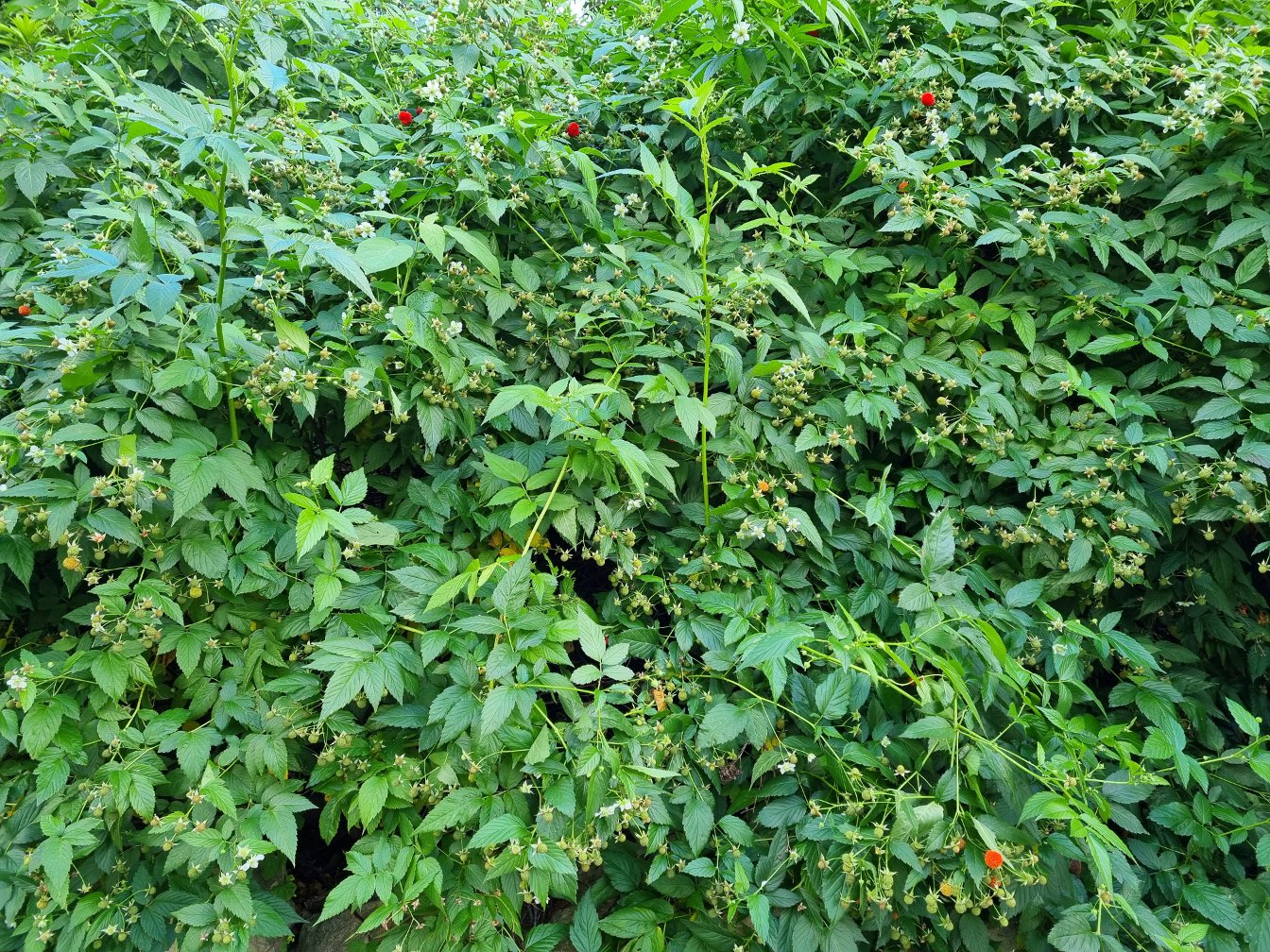 Image of Rubus probus specimen.