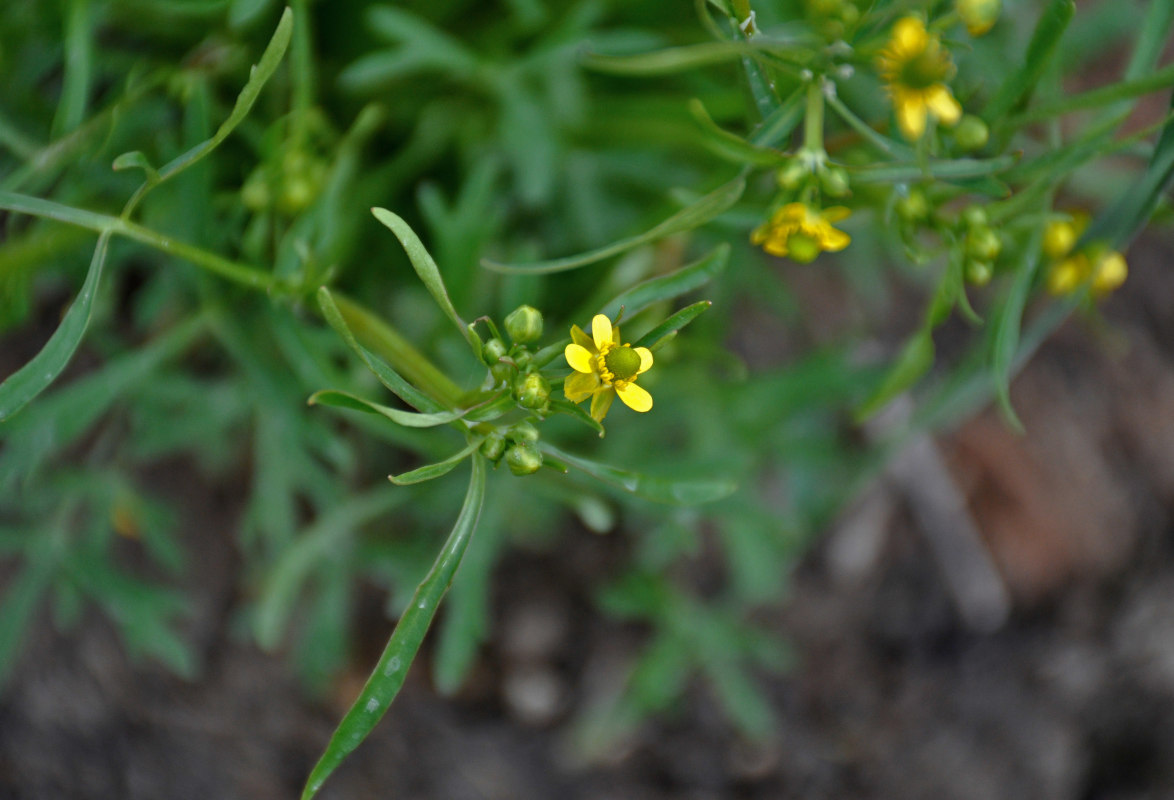 Image of Ranunculus sceleratus specimen.