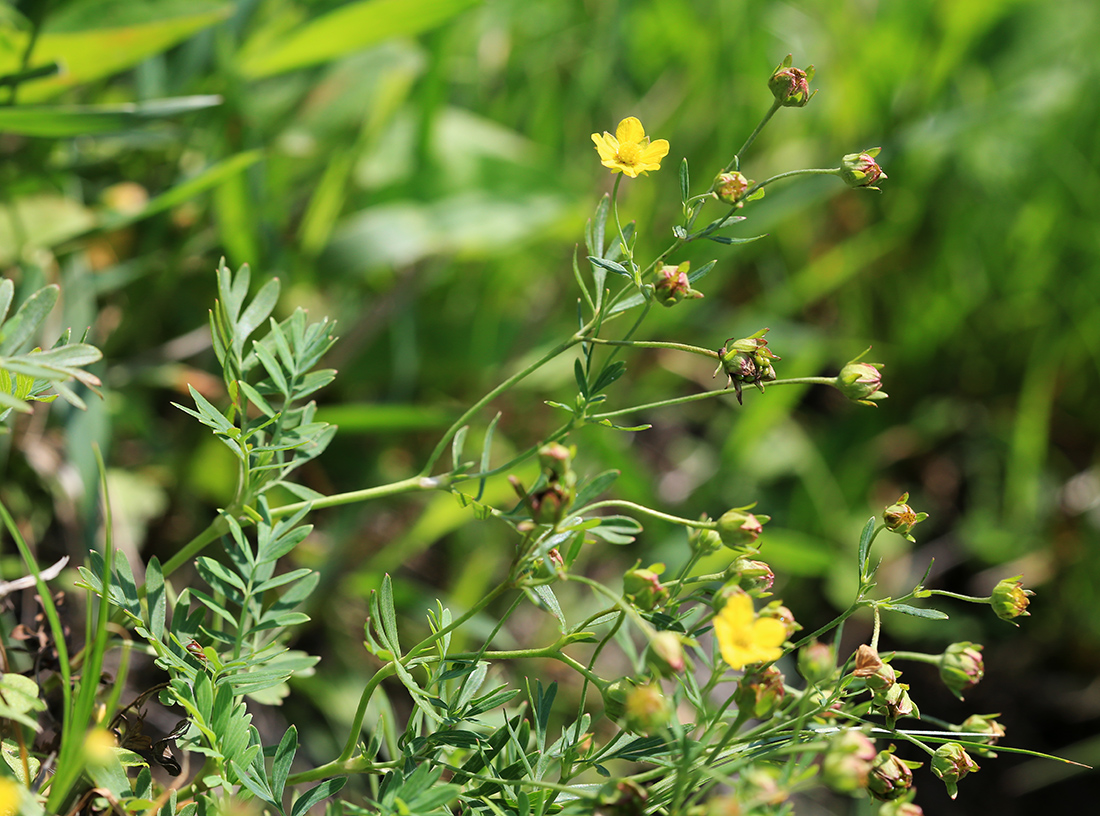 Изображение особи Potentilla semiglabra.