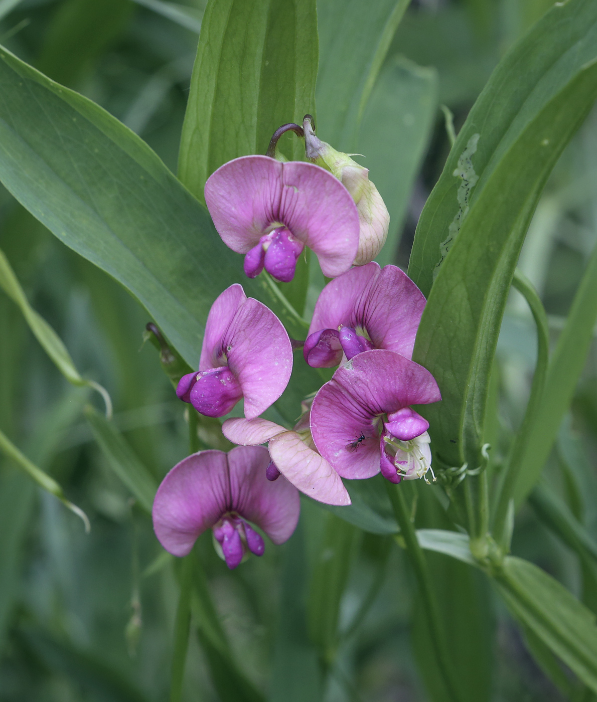 Изображение особи Lathyrus sylvestris.