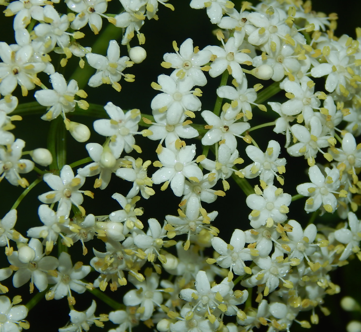 Изображение особи Sambucus nigra f. laciniata.