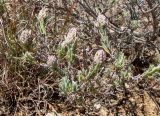 Lavandula stoechas. Растение в начале цветения. Греция, Эгейское море, о. Сирос, юго-восточное побережье, возле грунтовой дороги на высоком берегу. 20.04.2021.
