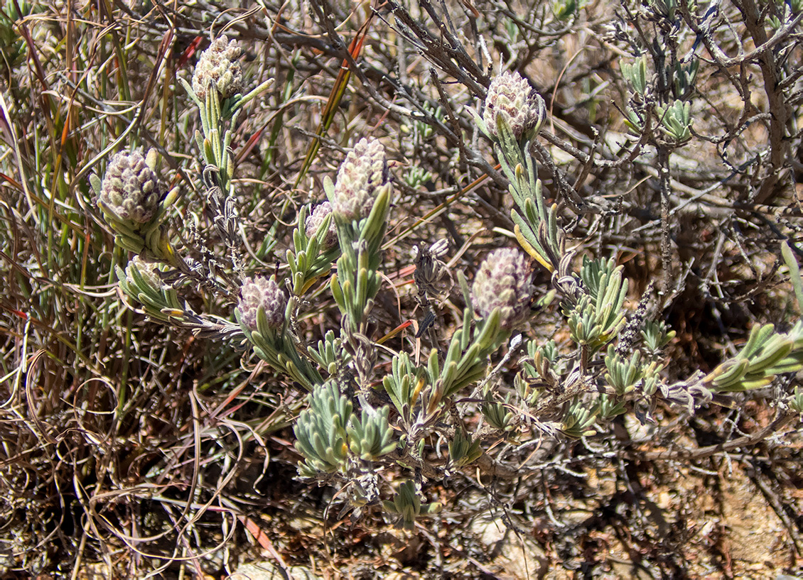 Image of Lavandula stoechas specimen.