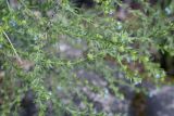 Lappula squarrosa