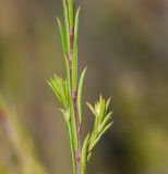 Coleonema pulchellum