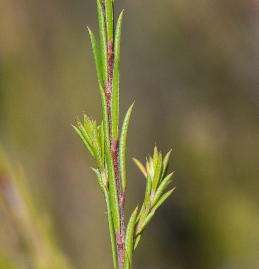 Image of Coleonema pulchellum specimen.