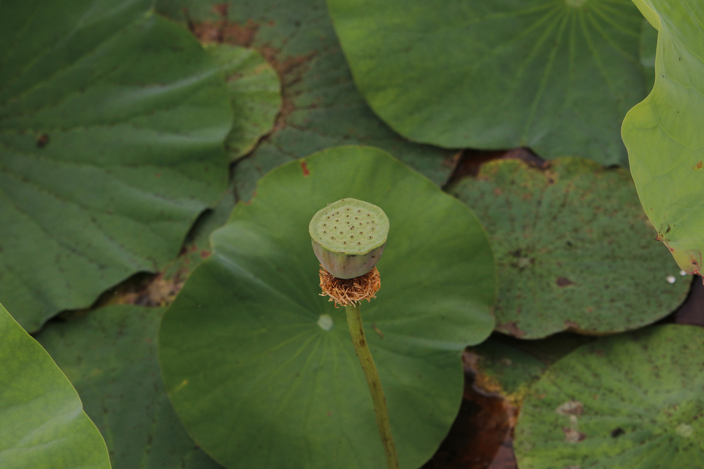 Image of Nelumbo komarovii specimen.