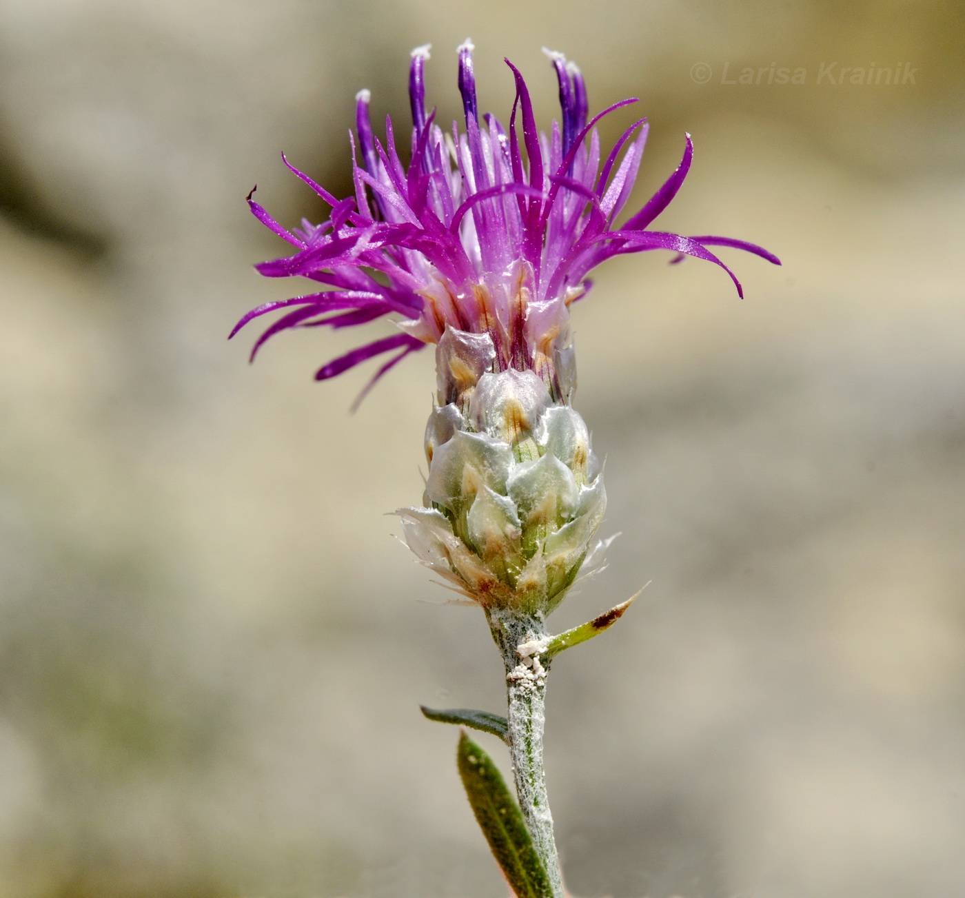 Изображение особи Centaurea sterilis.