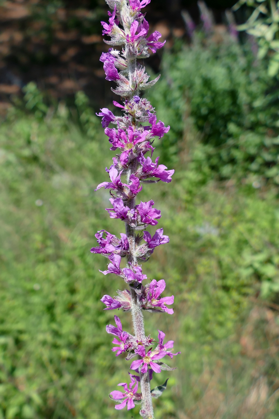 Image of Lythrum tomentosum specimen.