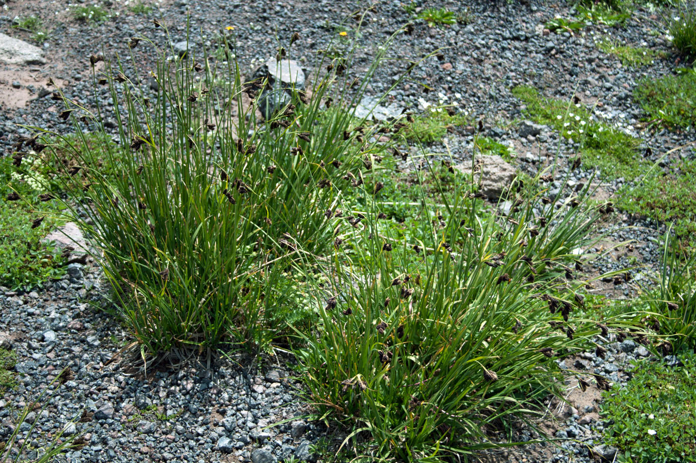 Image of Carex medwedewii specimen.