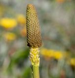 Bulbinella latifolia