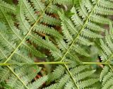 Pteridium aquilinum