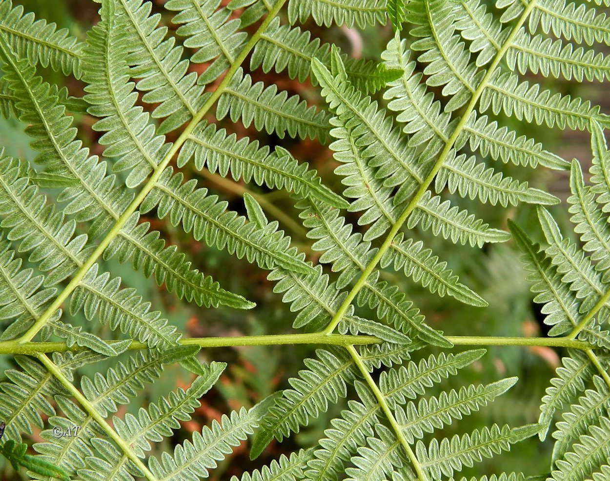 Изображение особи Pteridium aquilinum.