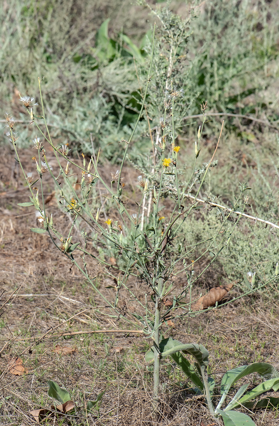 Image of Chondrilla aspera specimen.