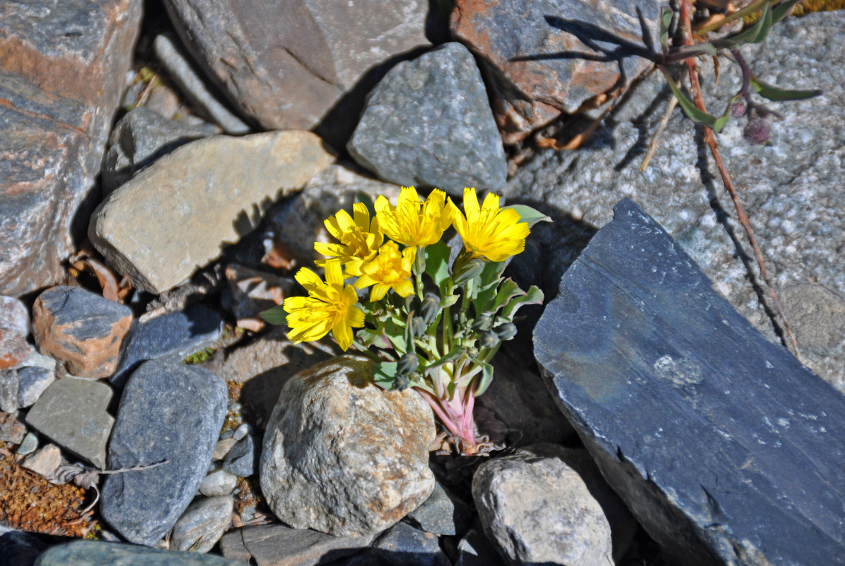 Image of Crepis nana specimen.