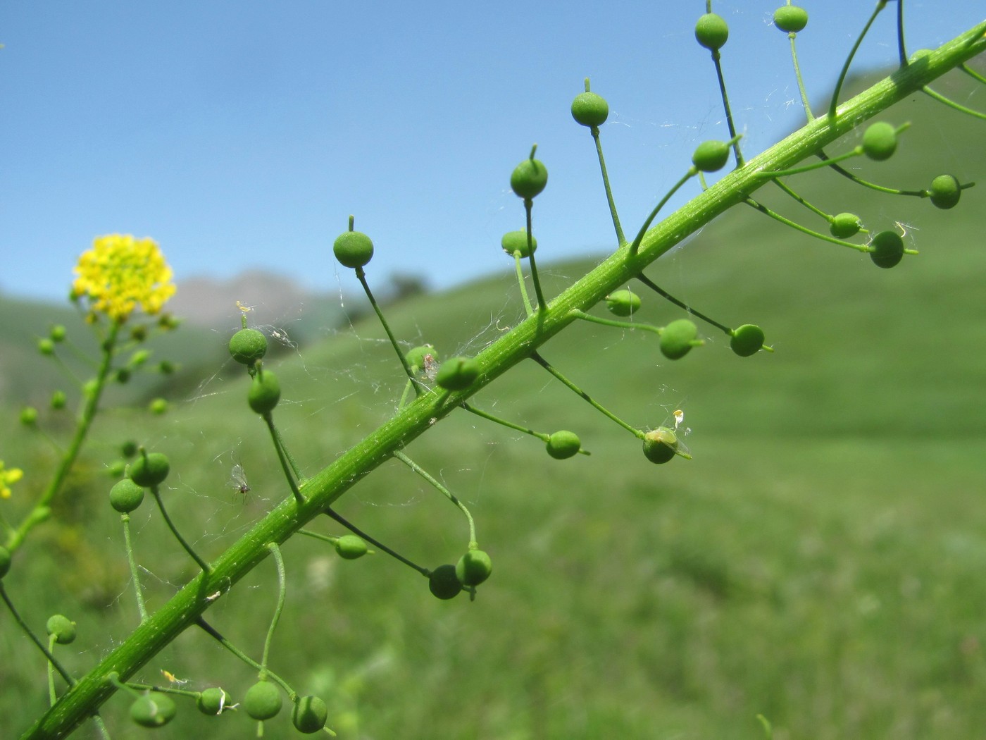 Изображение особи Neslia paniculata.