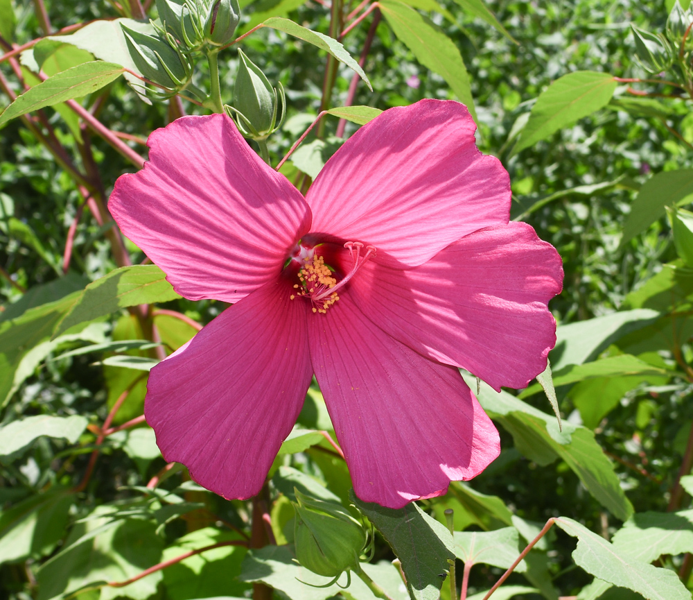 Image of Hibiscus laevis specimen.